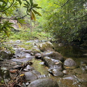 Rocky mountain stream along the Gatlinburg Trail in Great Smoky Mountains National Park