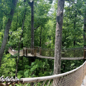 Treetop Skywalk suspension bridges through the forest at Anakeesta